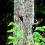 Pileated Woodpeckers